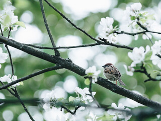 李宁乒乓球短袖国旗开胶怎么搞